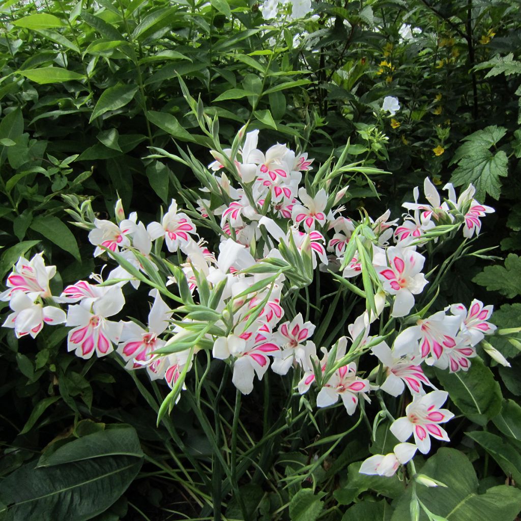 Gladiolus colvillei Prins Claus - Zwerg-Gladiole