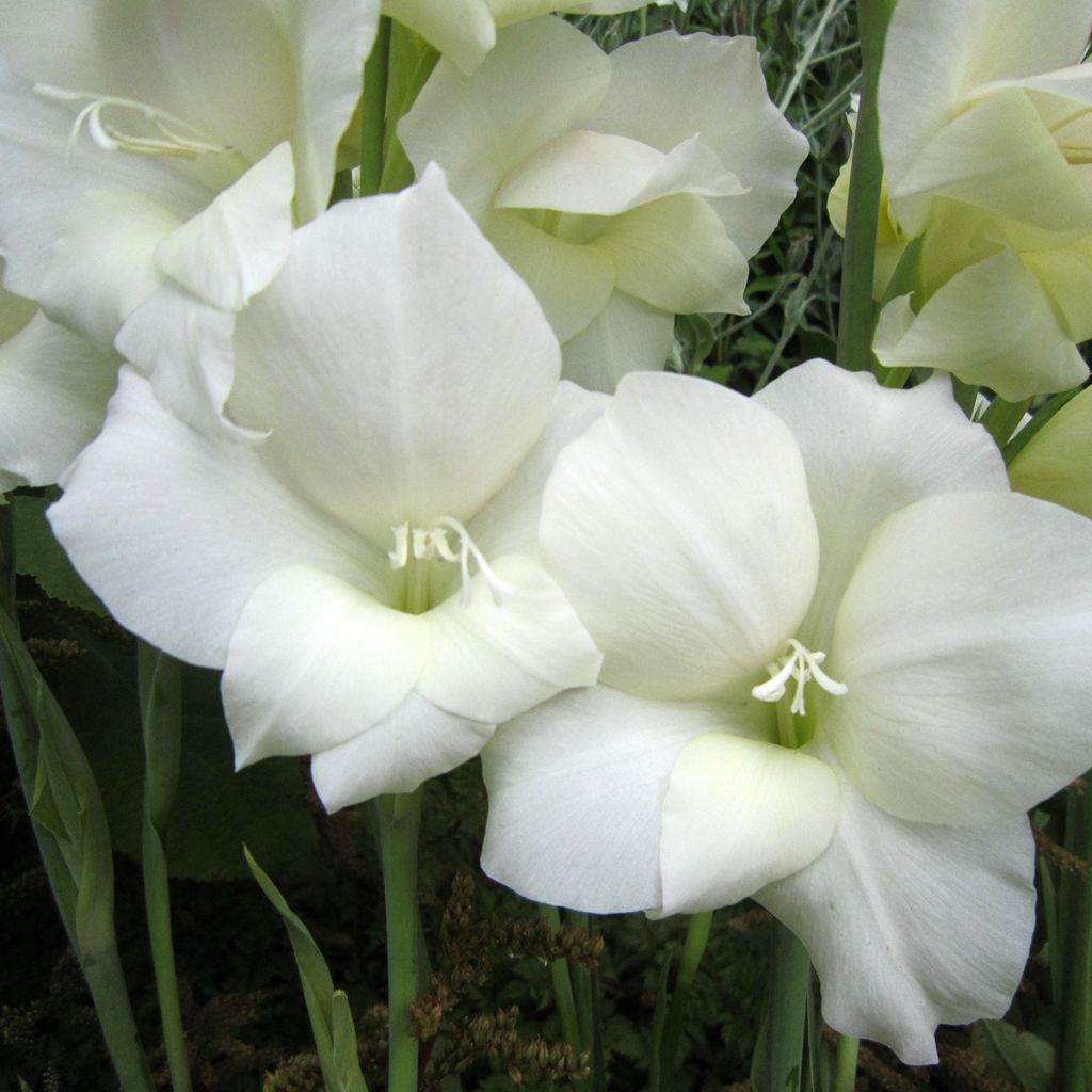 Gladiolus primulinus Fiona - Gladiole