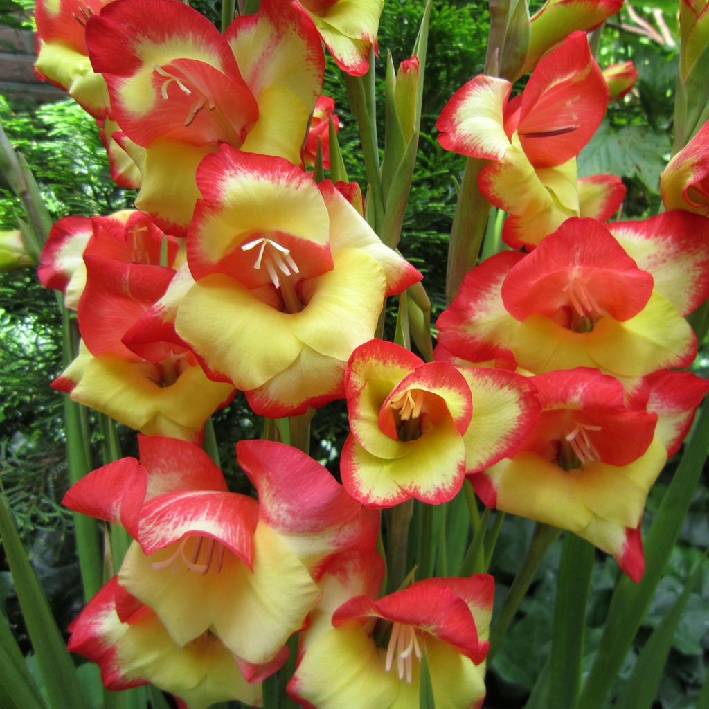 Gladiolus primulinus Las Vegas - Gladiole