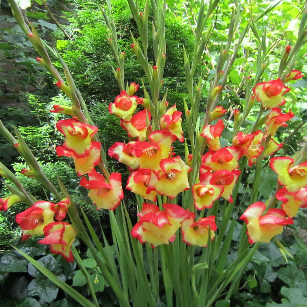 Gladiolus primulinus Las Vegas - Gladiole