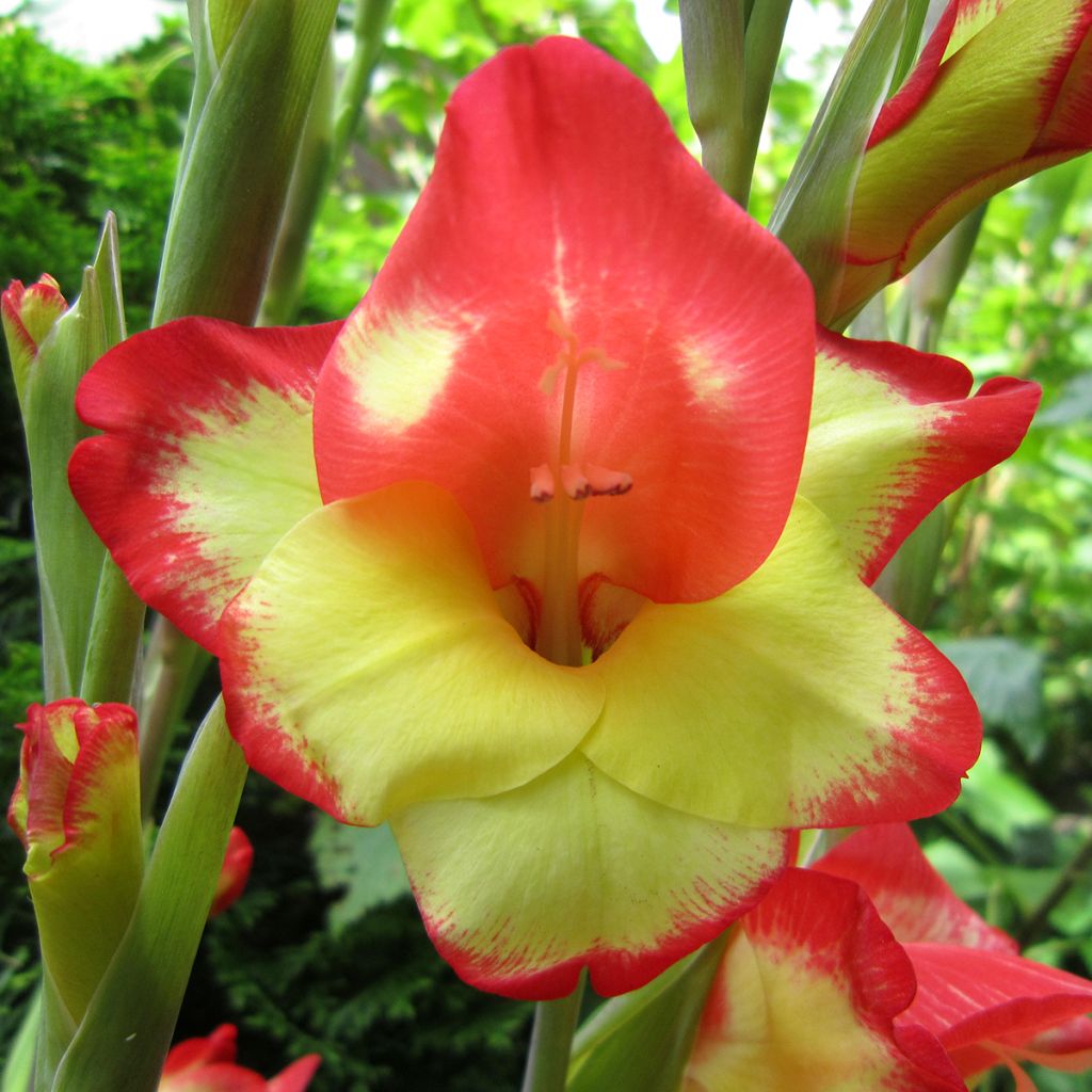 Gladiolus primulinus Las Vegas - Gladiole