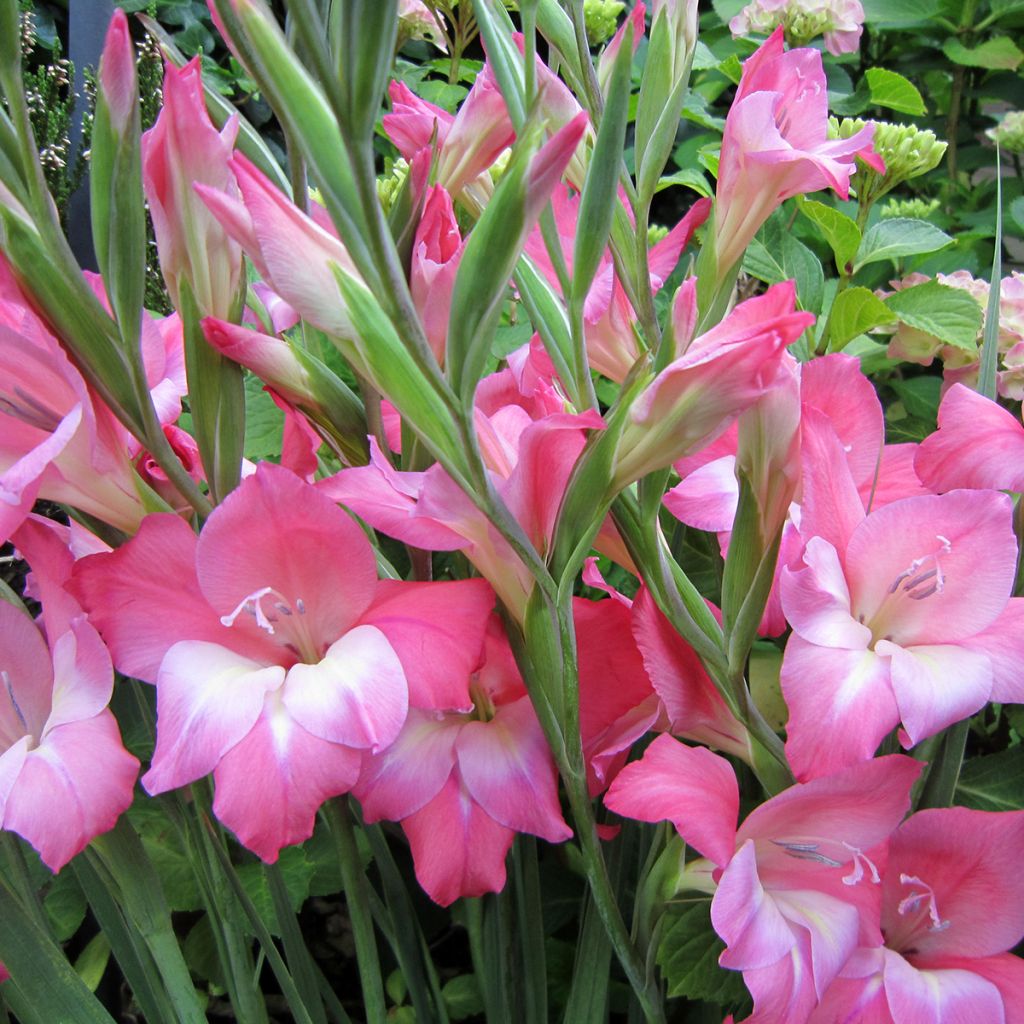 Gladiolus tubergenii Charming Beauty - Gladiole