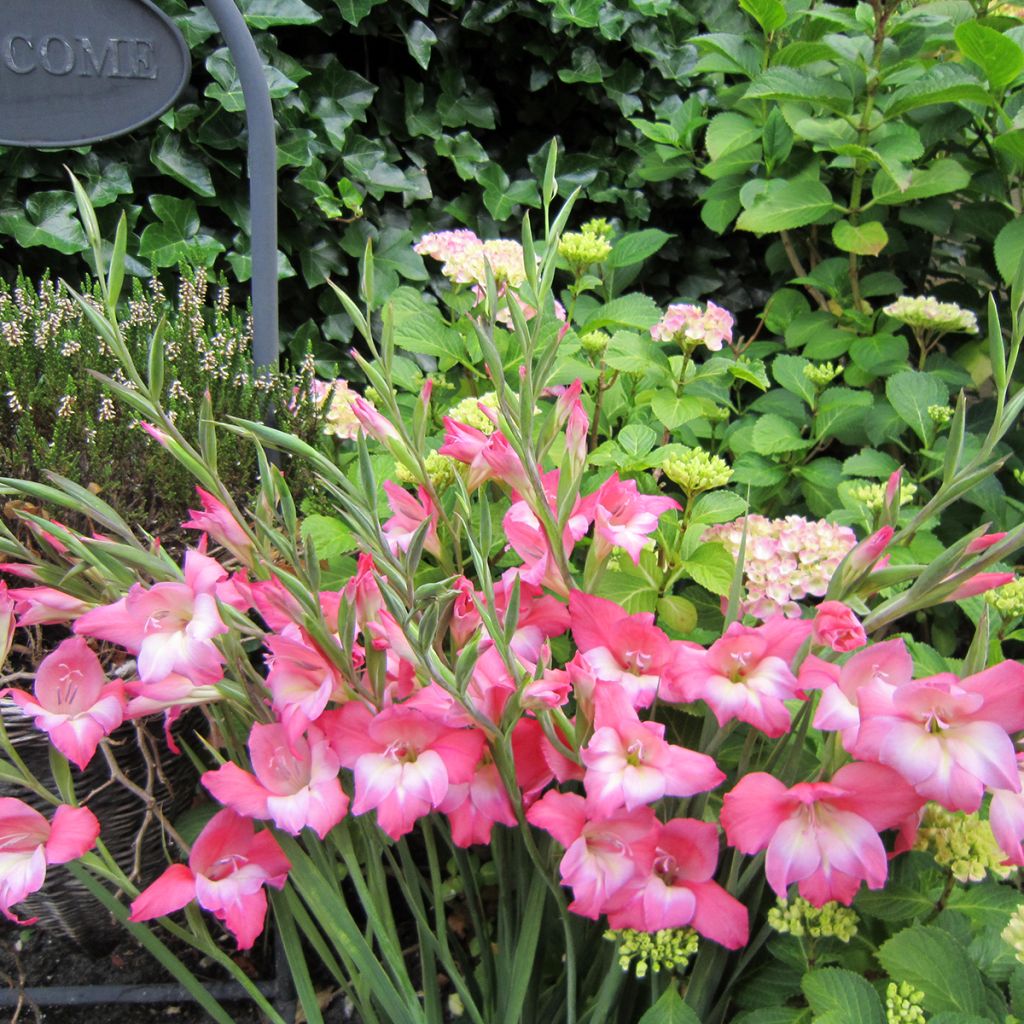 Gladiolus tubergenii Charming Beauty - Gladiole