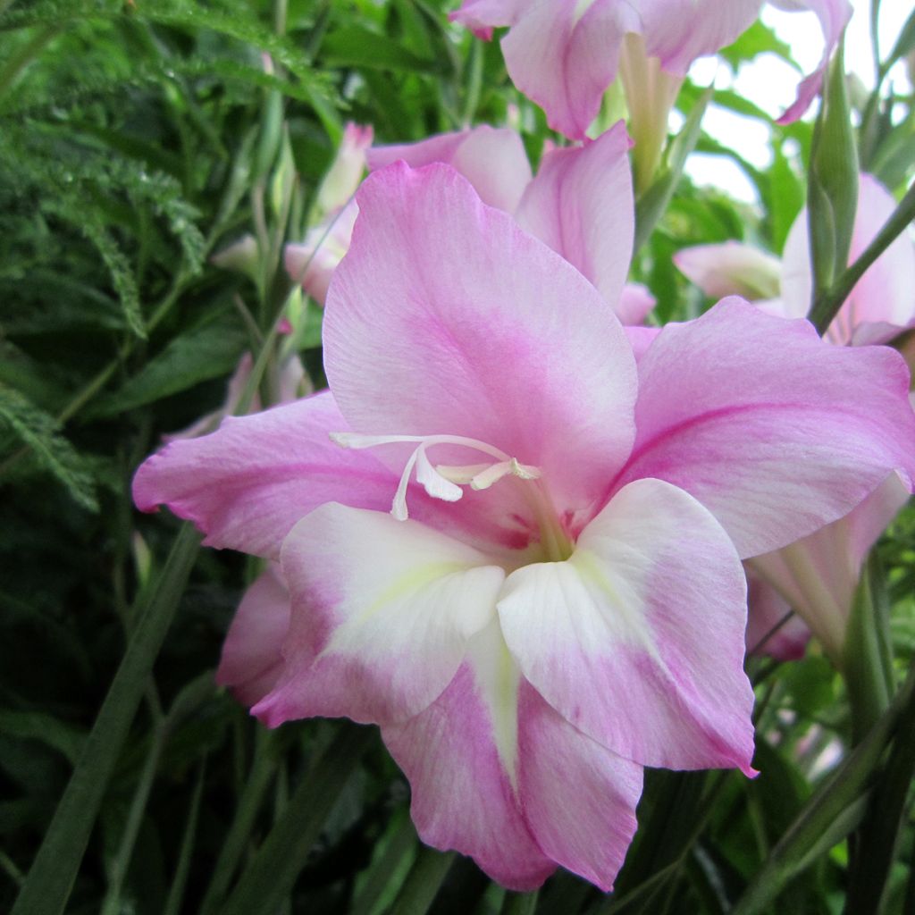 Gladiolus tubergenii Charming Henry - Gladiole