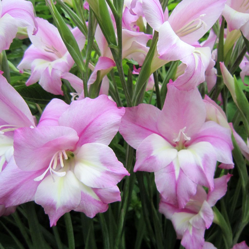 Gladiolus tubergenii Charming Henry - Gladiole