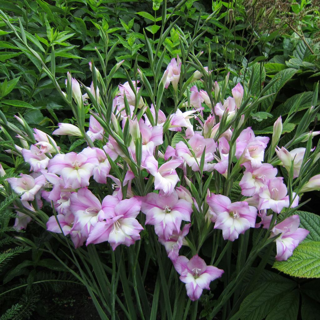 Gladiolus tubergenii Charming Henry - Gladiole