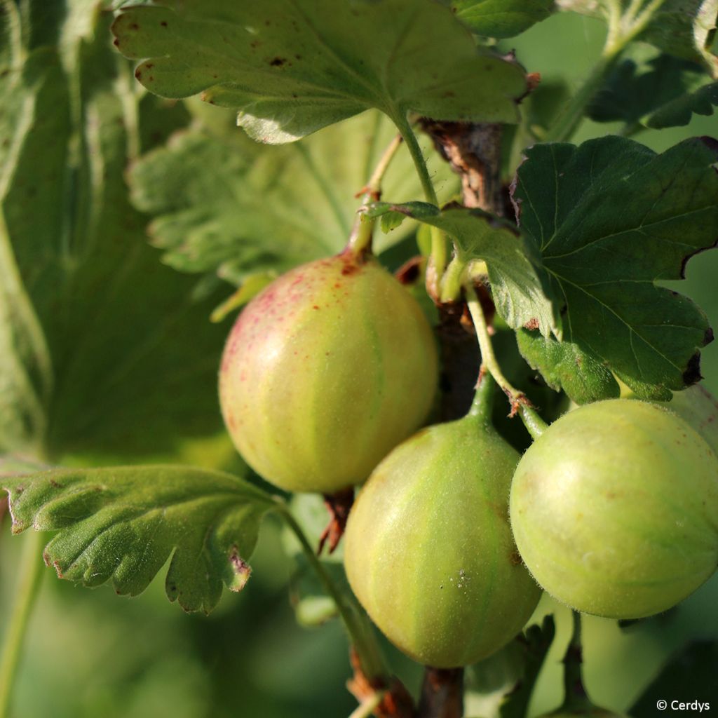 Stachelbeere - Ribes uva-crispa