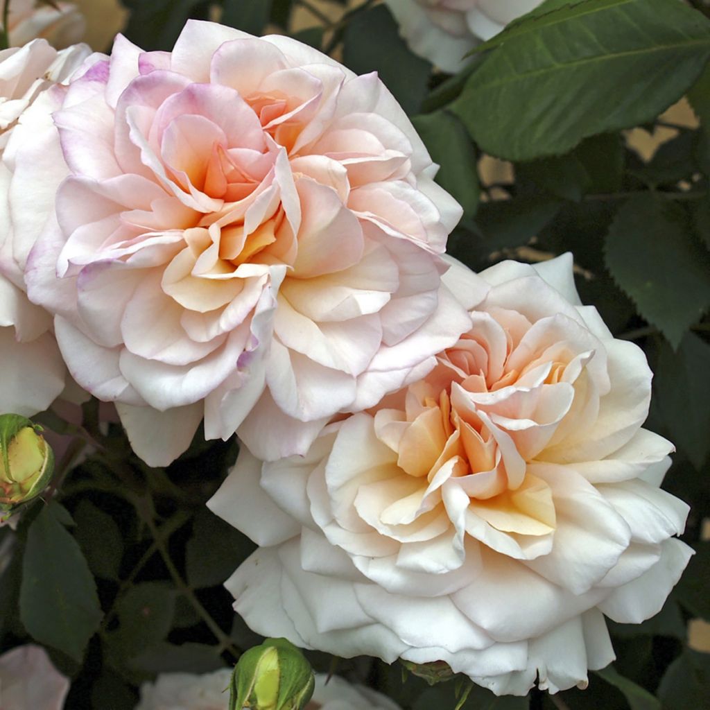 Rosa Gruss An Aachen - Historische Rose