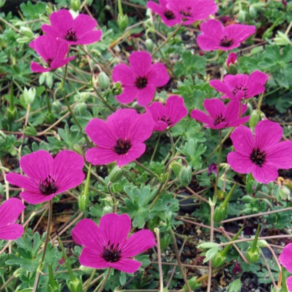 Geranium cinereum v. subcaulescens Giuseppii - Aschgrauer Storchschnabel