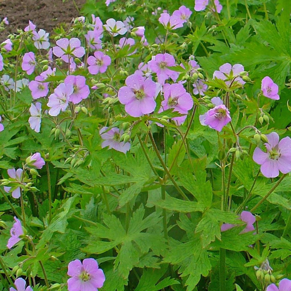 Geranium maculatum - Dunkelblättriger Storchschnabel