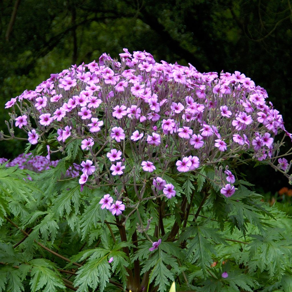 Geranium maderense - Madeira-Storchschnabel