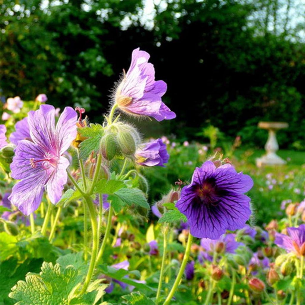 Geranium magnificum Blue Blood - Großer Storchschnabel