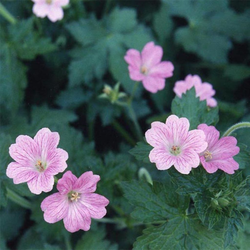 Geranium oxonianum Claridge Druce - Oxford-Storchschnabel