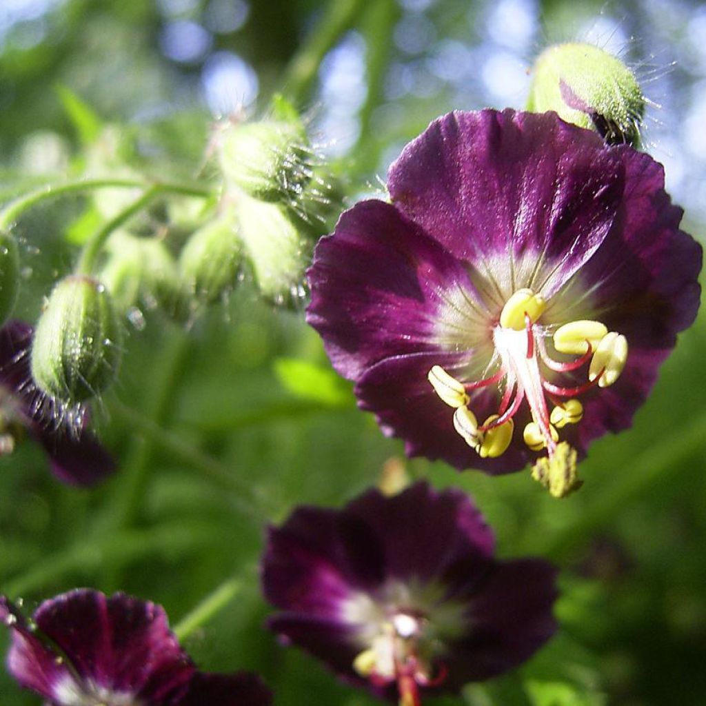 Geranium phaeum - Brauner Storchschnabel