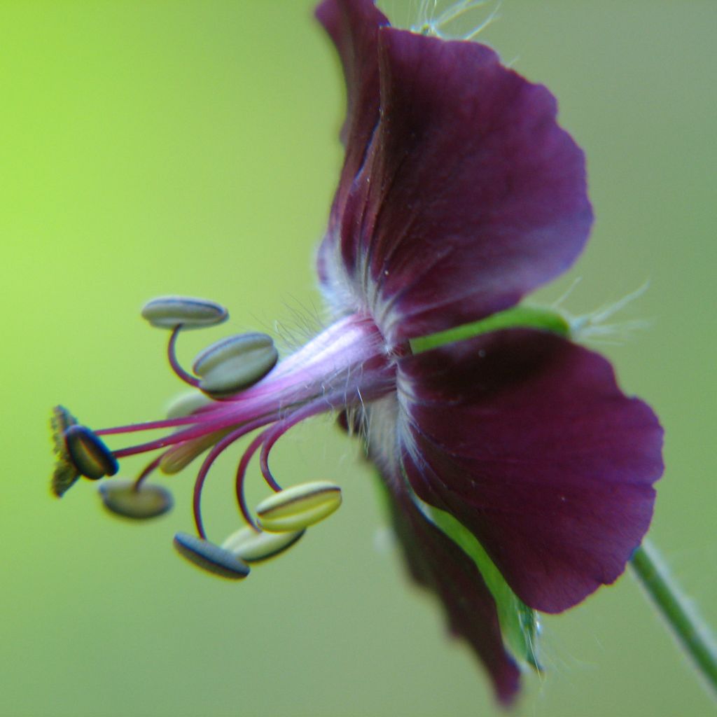 Géranium phaeum