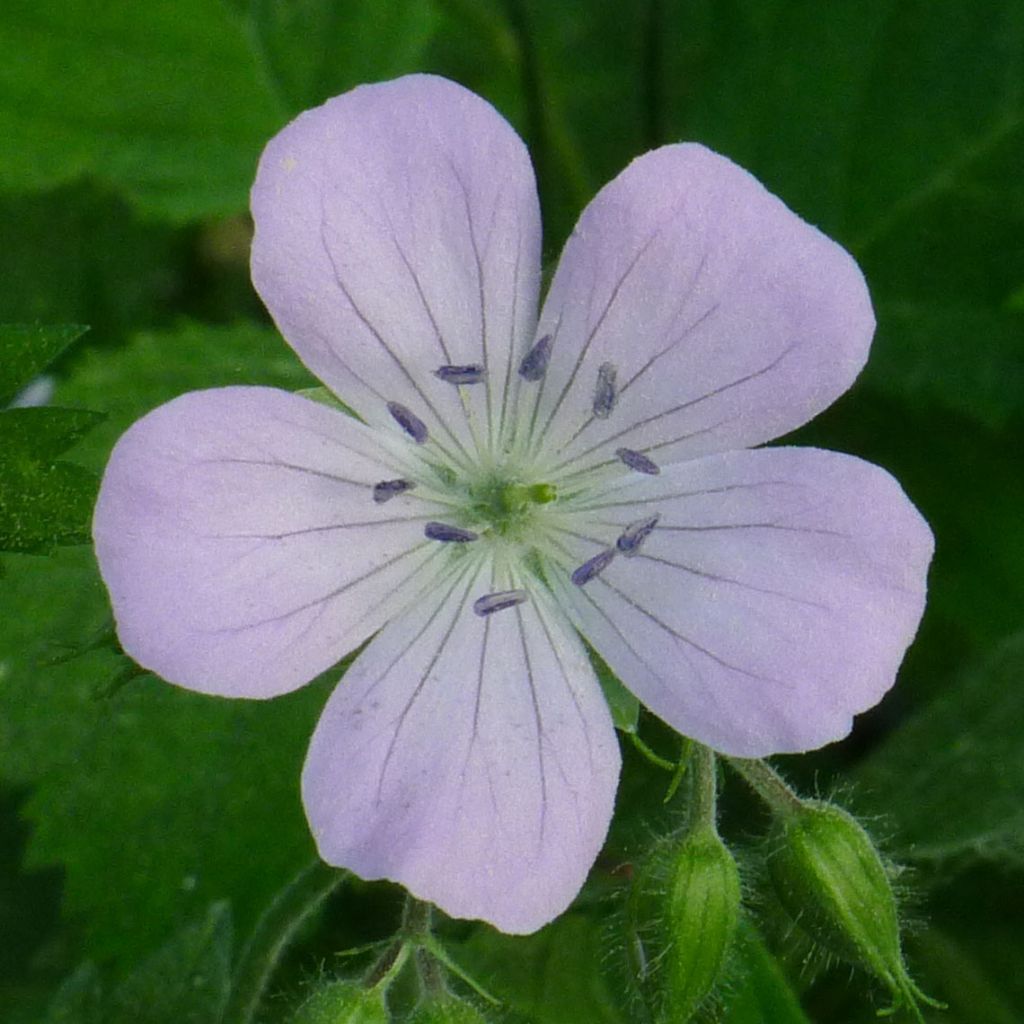 Geranium maculatum Chatto - Dunkelblättriger Storchschnabel