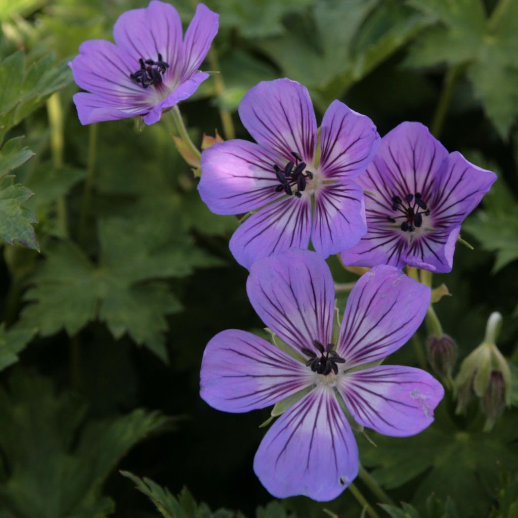 Storchschnabel Rise and Shine - Geranium