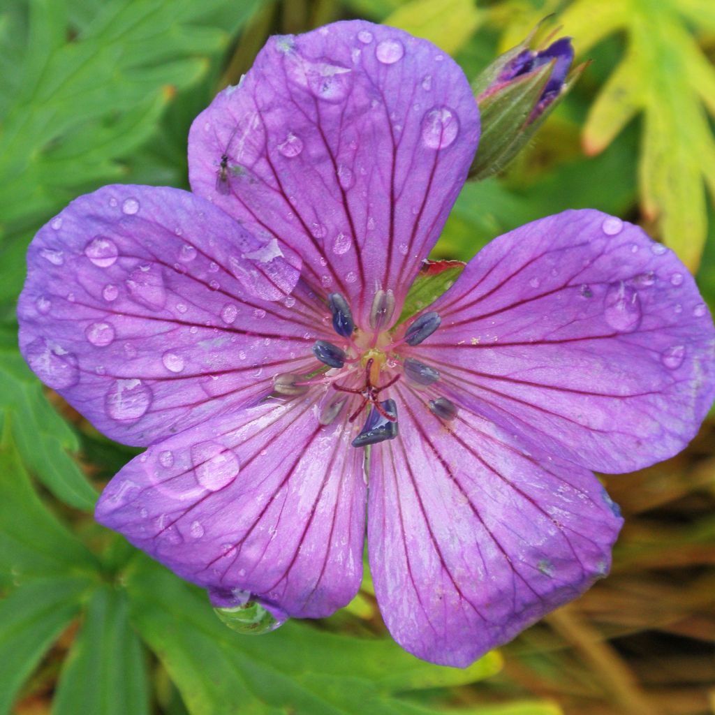 Geranium clarkei Kashmir Purple - Clarkes Storchschnabel