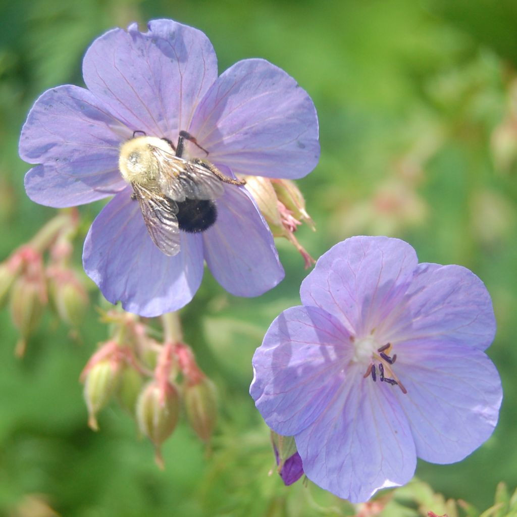 Géranium vivace clarkei Kashmir Blue