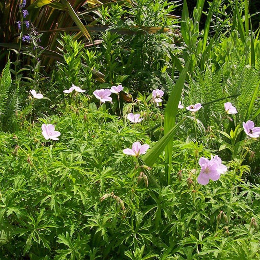 Geranium clarkei Kashmir Pink - Clarkes Storchschnabel