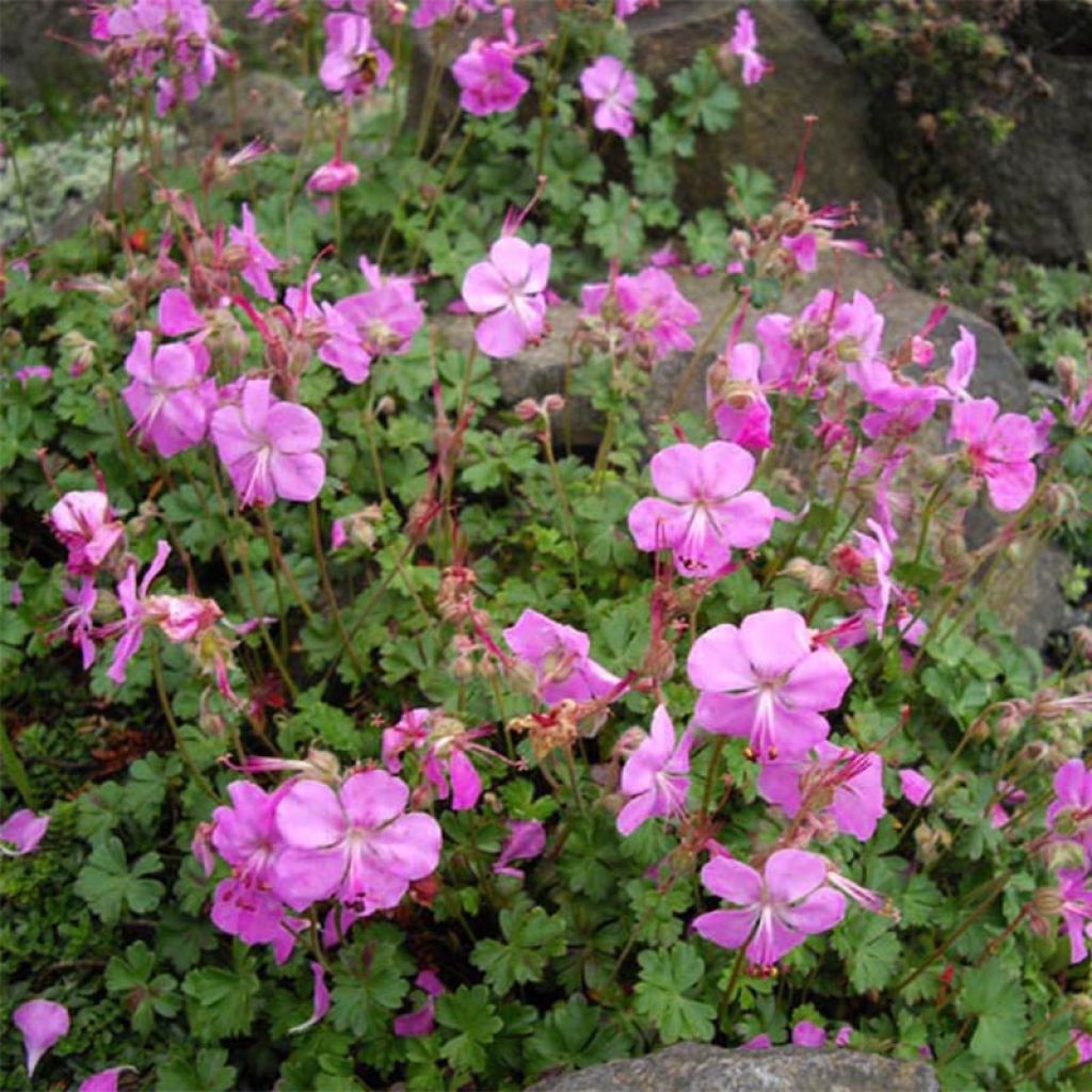 Geranium dalmaticum Bressingham Pink - Dalmatinischer Storchschnabel