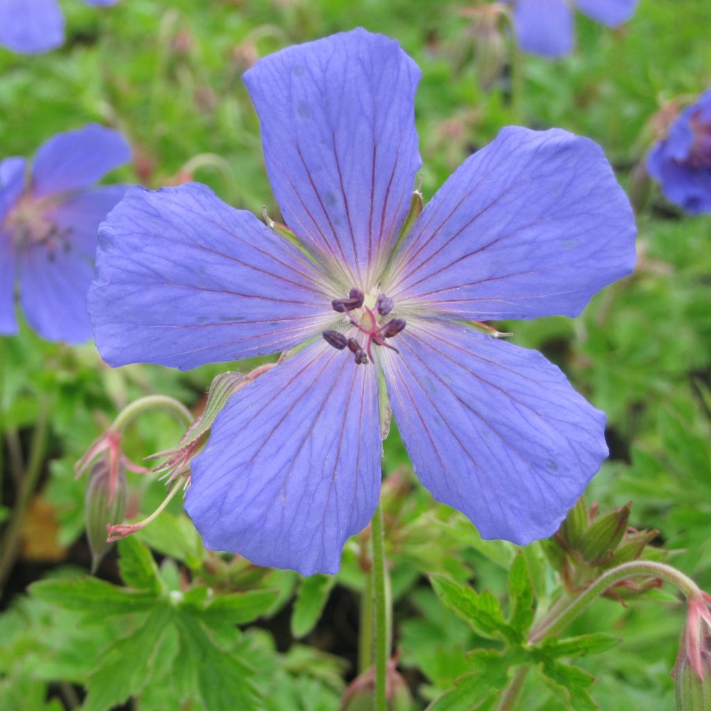 Geranium himalayense - Himalaya-Storchschnabel