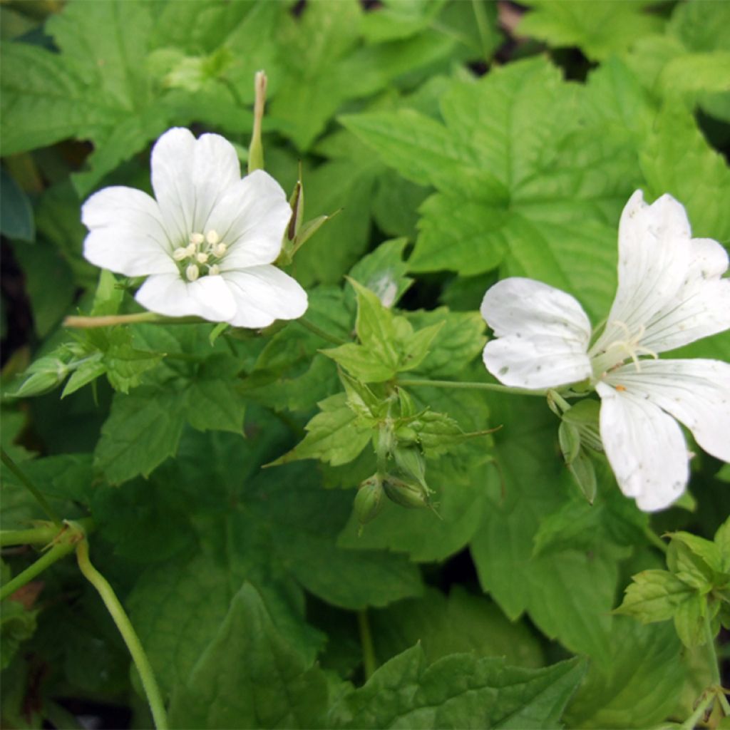 Geranium nodosum Silverwood - Knotiger Bergwald Storchschnabel