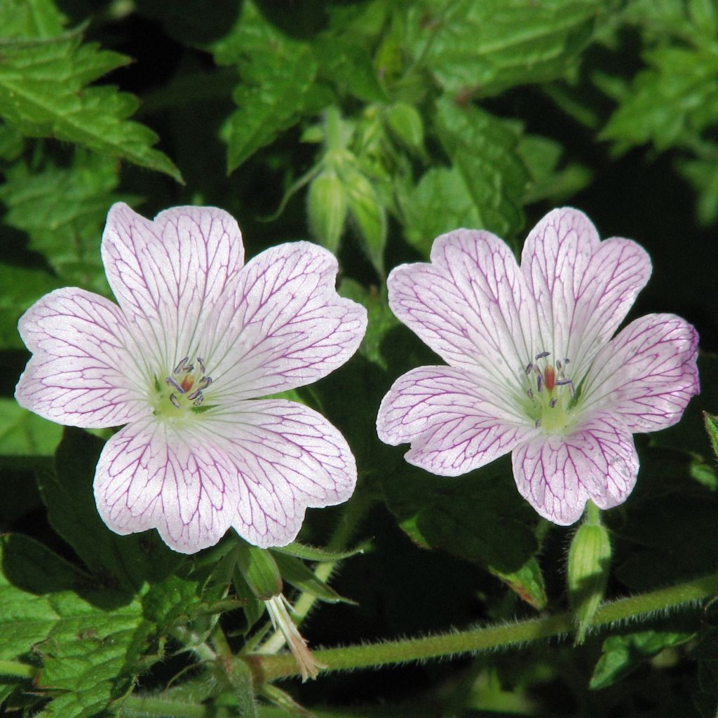 Géranium vivace oxonianum Katherine Adele - Géranium vivace 