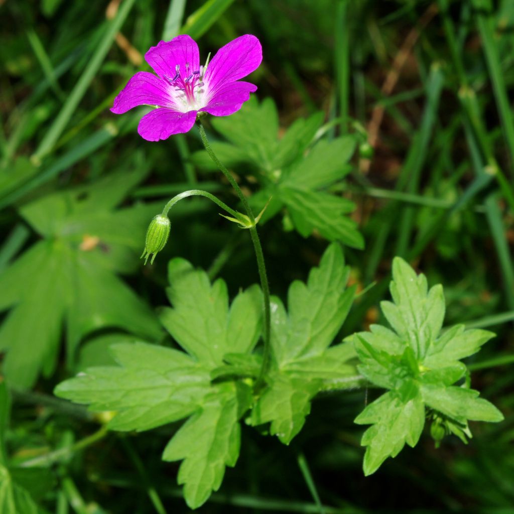 Géranium vivace palustre