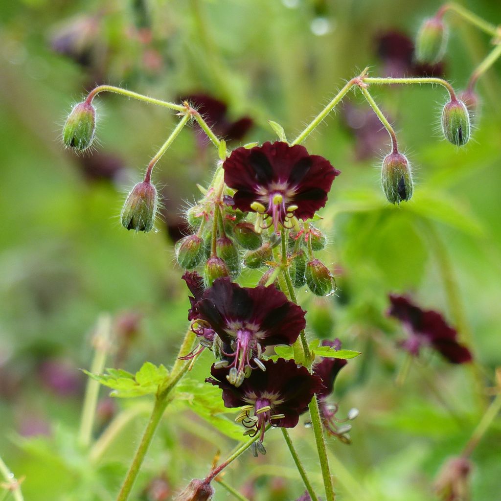 Geranium phaeum Angelina - Brauner Storchschnabel