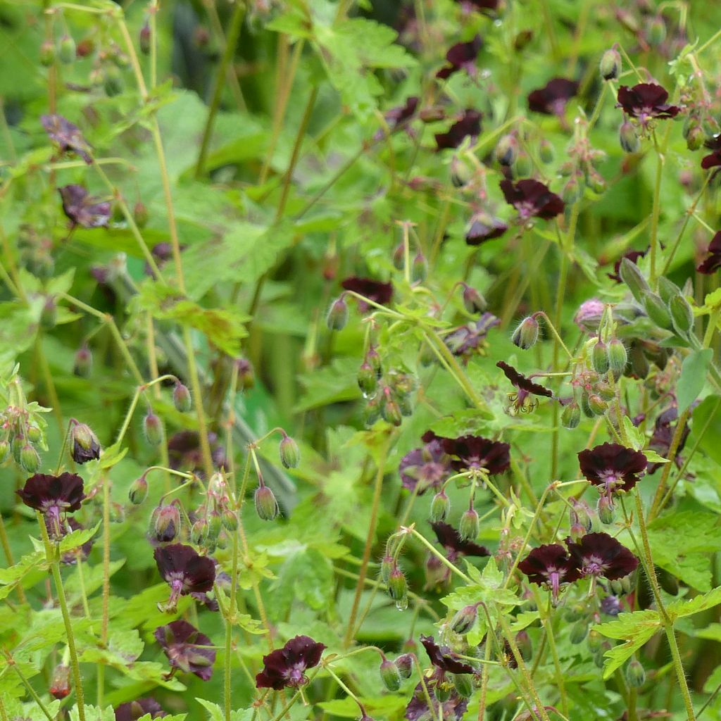 Géranium vivace phaeum Angelina - Géranium vivace chocolat pourpré