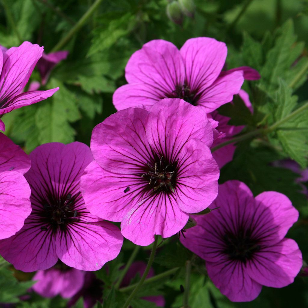 Geranium psilostemon - Armenischer Storchschnabel