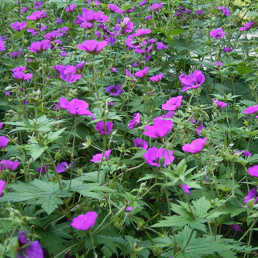 Geranium psilostemon - Armenischer Storchschnabel