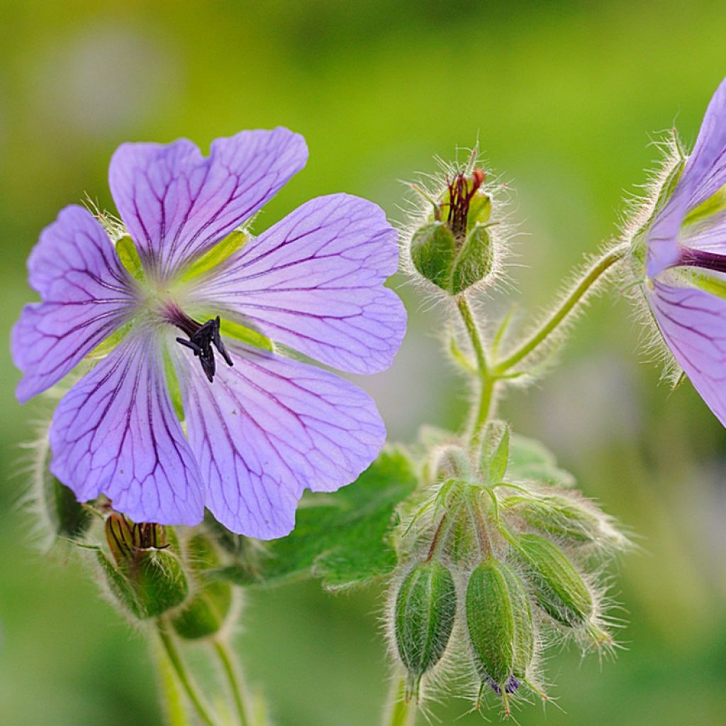 Geranium renardii Philippe Vapelle - Kaukasus-Storchschnabel