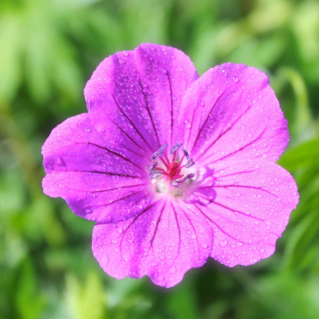 Geranium riversleaianum Russell Prichard - Storchschnabel