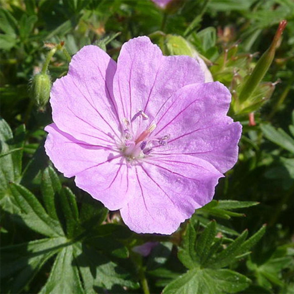 Geranium sanguineum Elsbeth - Blutstorchschnabel