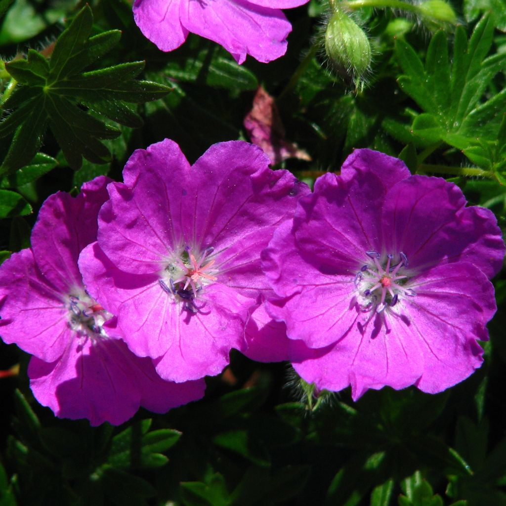 Geranium sanguineum Max Frei - Blutstorchschnabel