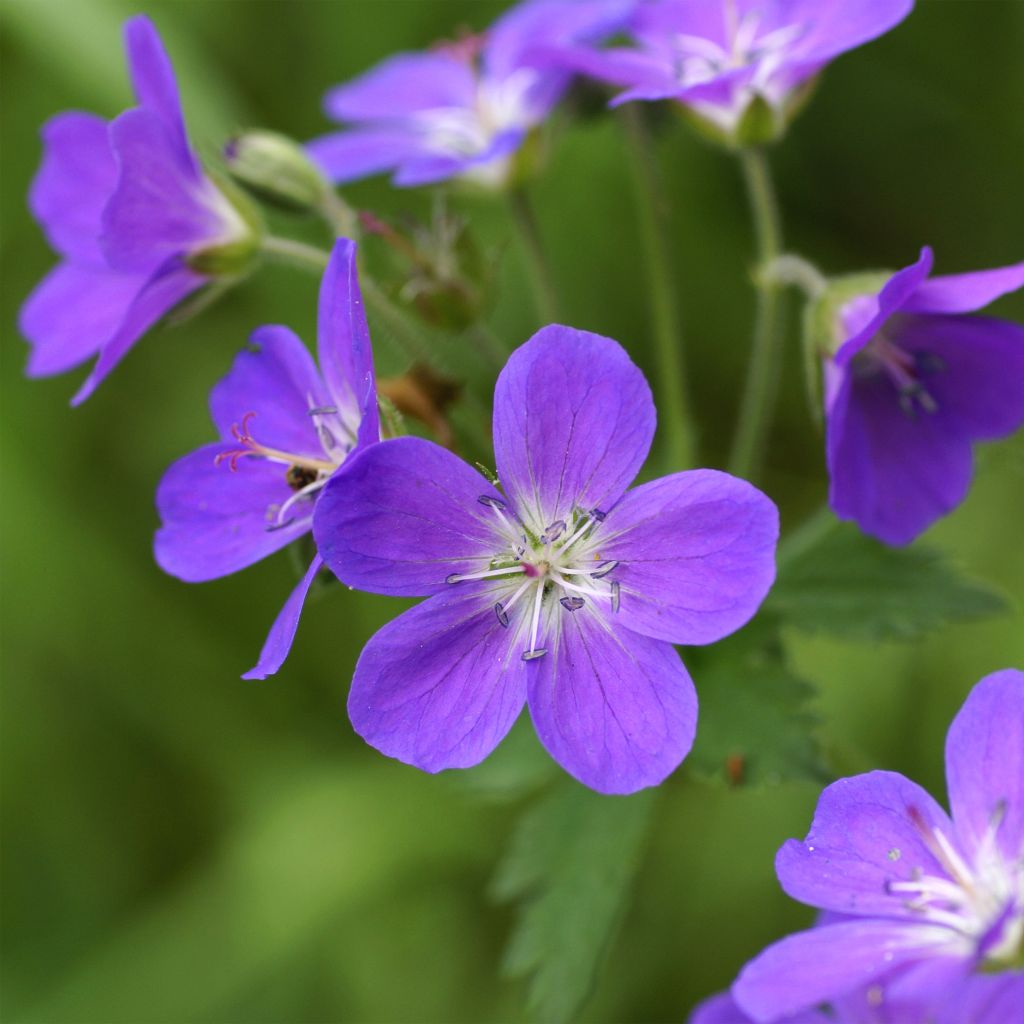 Geranium sylvaticum Birch Lilac - Wald-Storchschnabel