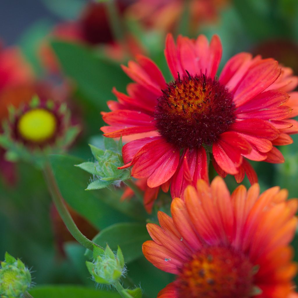 Kokardenblume Burgunder - Gaillardia grandiflora