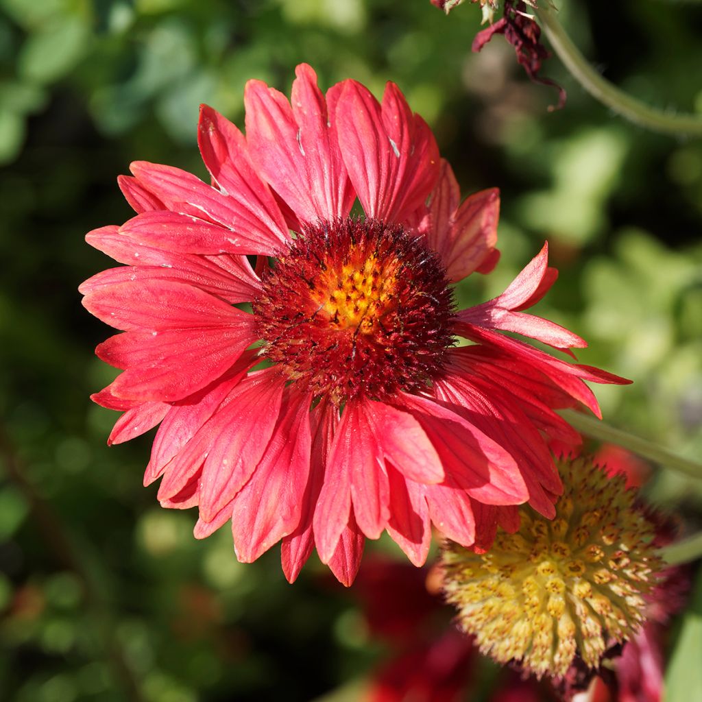 Kokardenblume Burgunder - Gaillardia grandiflora