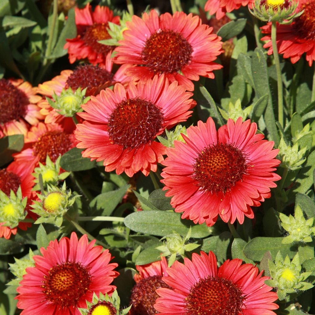 Kokardenblume Burgunder - Gaillardia grandiflora