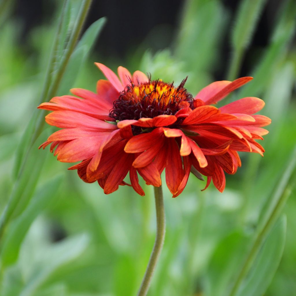 Kokardenblume Burgunder - Gaillardia grandiflora