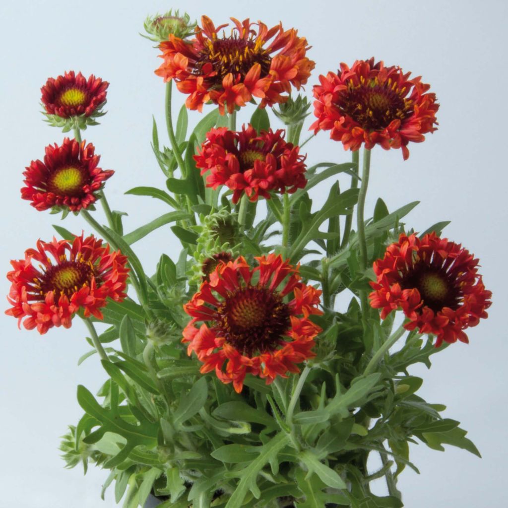 Kokardenblume Fanfare Blaze - Gaillardia