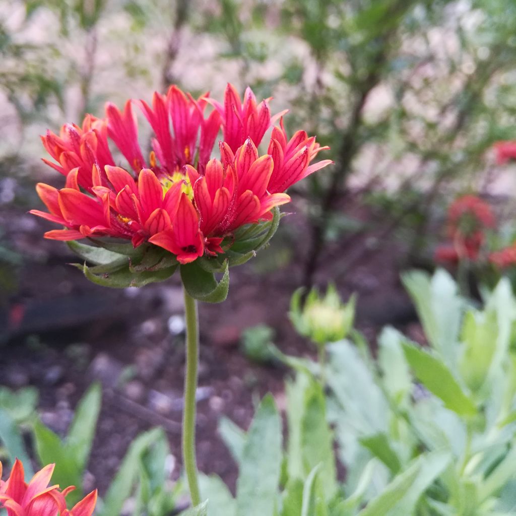 Kokardenblume Fanfare Blaze - Gaillardia