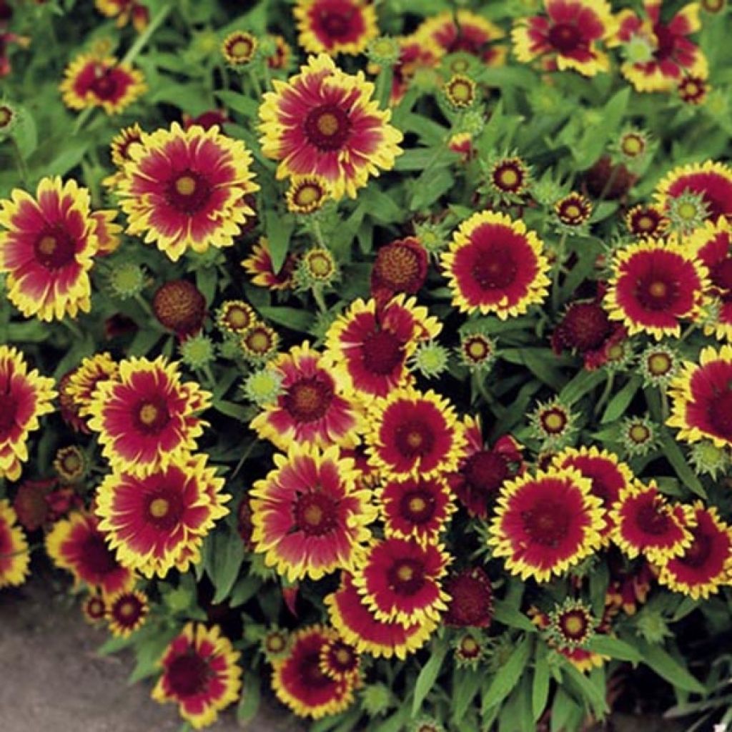 Kokardenblume Goblin (Samen) - Gaillardia grandiflora