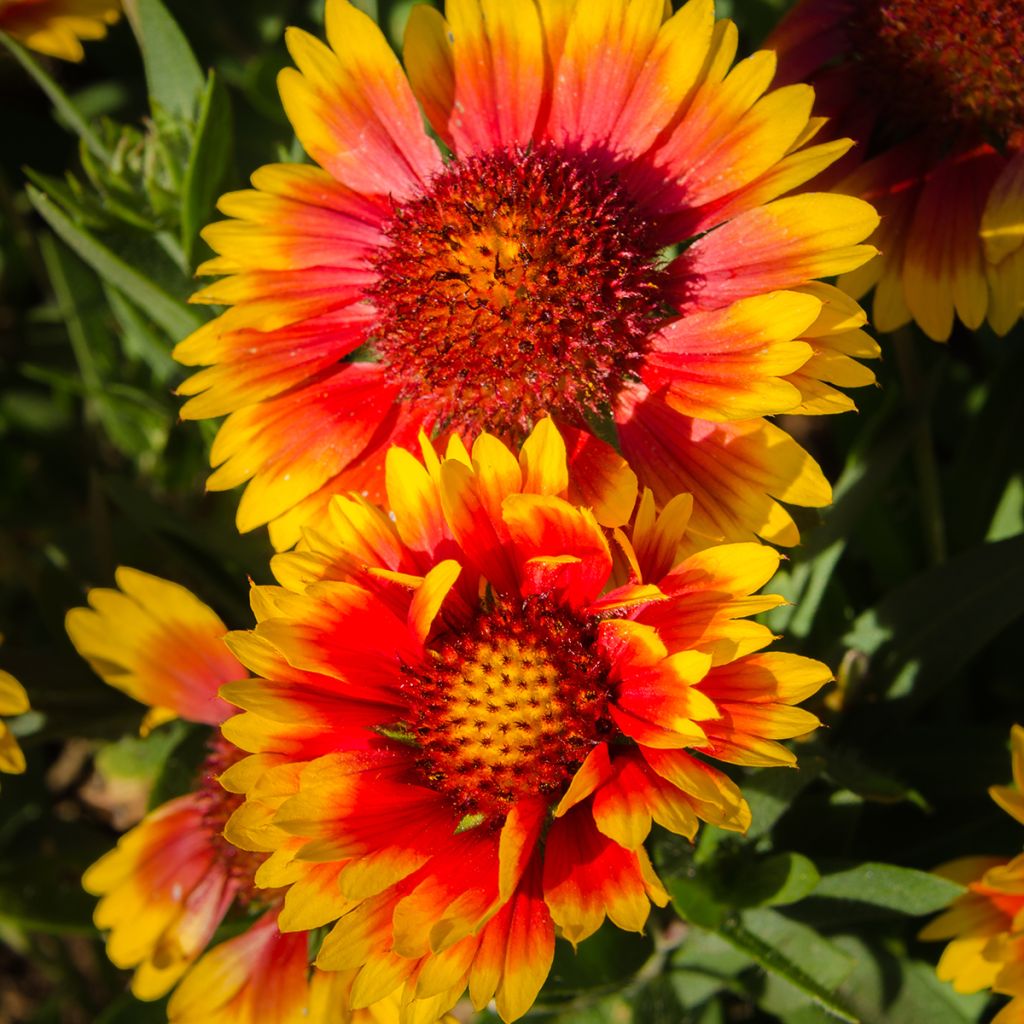 Kokardenblume Kobold - Gaillardia grandiflora