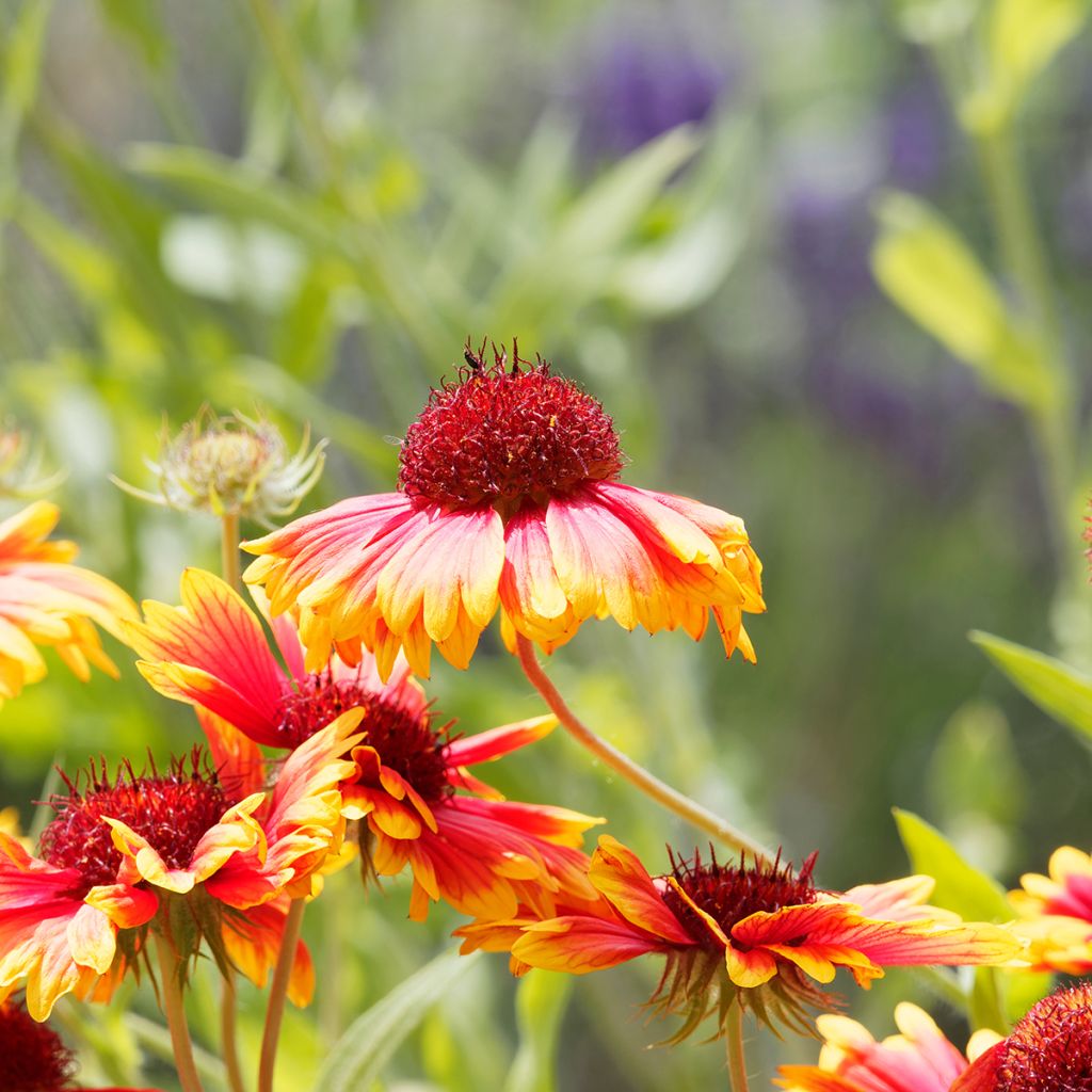 Kokardenblume Kobold - Gaillardia grandiflora