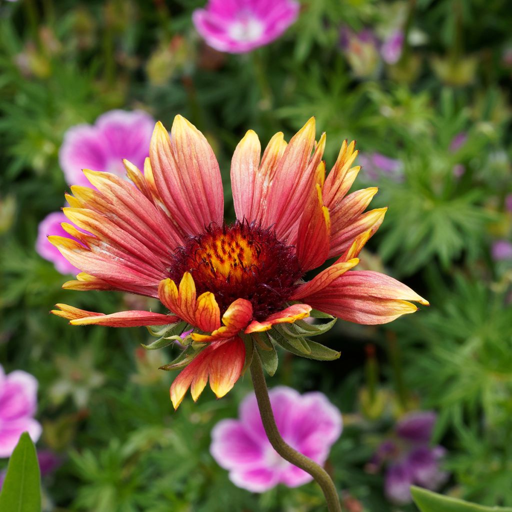 Kokardenblume Kobold - Gaillardia grandiflora