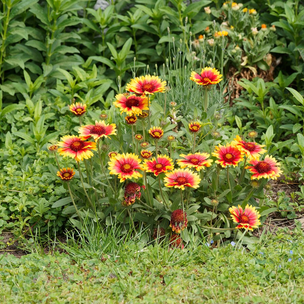 Kokardenblume Kobold - Gaillardia grandiflora