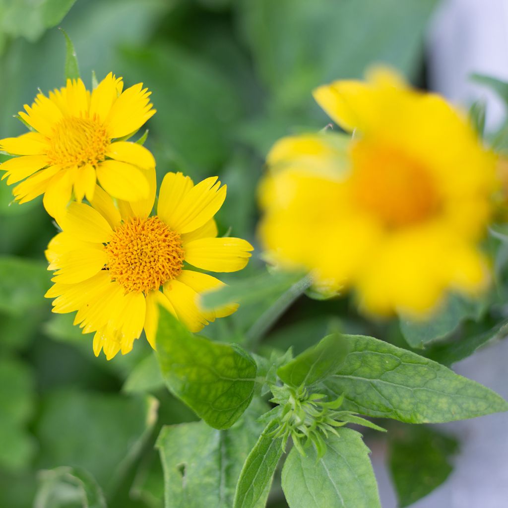 Kokardenblume Maxima Aurea - Gaillardia aristata